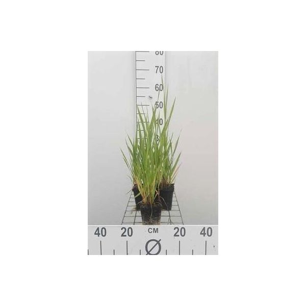 6 X Phalaris Arundinacea - Cannaiola - Vaso 9 X 9 Cm-image