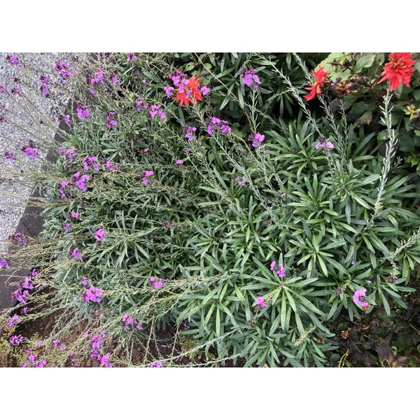 6 X Erysimum 'Bowles' Mauve' - Vernice Oro - Vaso 9X9 Cm-image