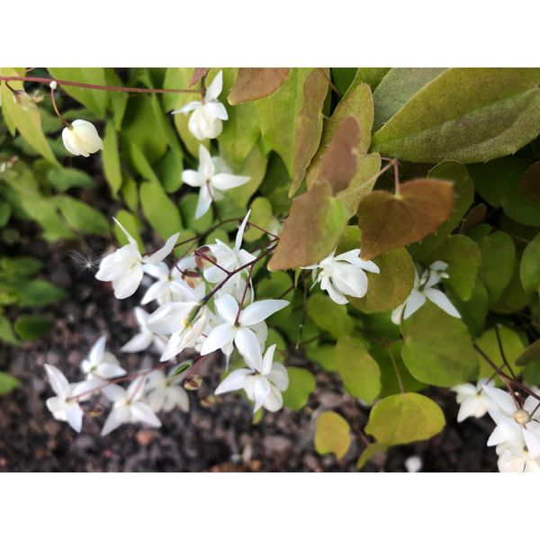 6 X Epimedium Youngianum 'Niveum' - Fiore Delle Fate - Vaso 9X9 Cm-image