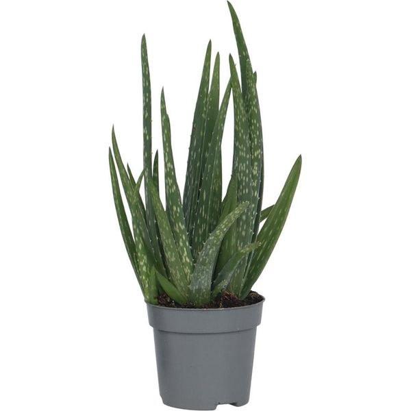 Aloe Vera - Aloe Barbadensis - Altezza 25-40Cm - ⌀10,5Cm-image