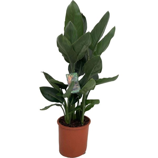 Trendyplants - Strelitzia Reginae - Fiore Dell'uccello Del Paradiso - Pianta D'appartamento - Altezza 90-110 Cm - Dimensione Vaso Ø19Cm-image