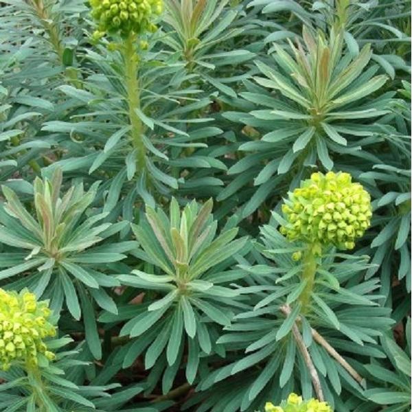 6 X Euforbia Mediterranea - Euphorbia Characias 'Wulfenii' | Vaso 9 Cm X 9 Cm-image