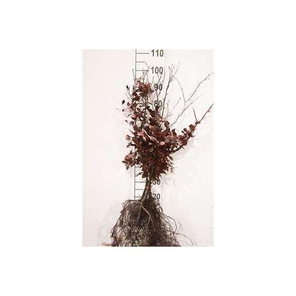 10 X Fagus Sylv. 'Atropunicea' - Faggio Ramato 40- 60 Cm - Radice Nuda-image