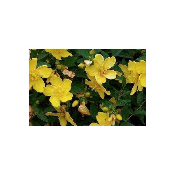 10 X Hypericum Hybr. 'Hidcote' - Johanniskraut, Leuchtend Gelb 30- 40 Cm - Wurzelnackt-image
