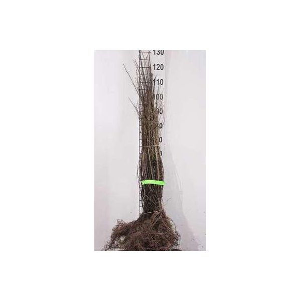 10 X Ligustrum Vulg. 'Lodense' - Ligustro, Ligustro 40-60 Cm - Radice Nuda-image