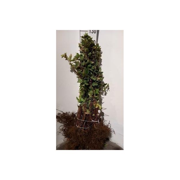 10 X Physocarpus Opulifolius - Pino Vescicante 60-90 Cm - Radice Nuda-image