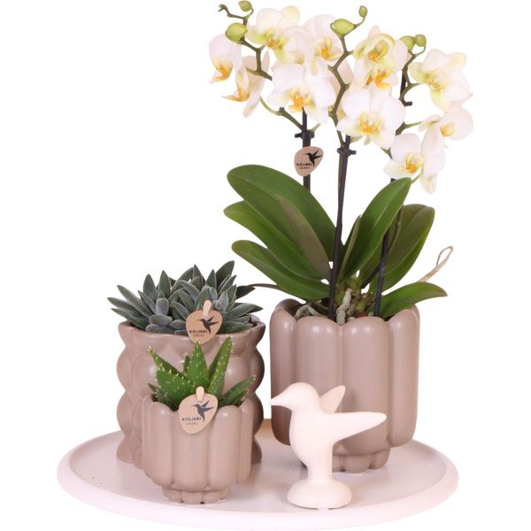 Set Regalo Orchidea 'White Tray Xl' - Phalaenopsis - Altezza 35Cm-image