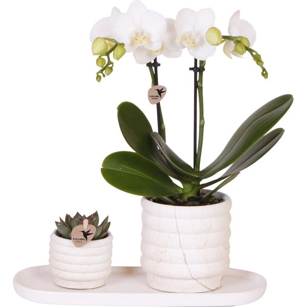 Set Regalo Orchidea 'Marble S' - Phalaenopsis - Altezza 30Cm-image