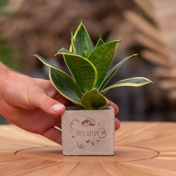 Vasi Per Piante Congreetz® Con Sansevieria - Il Regalo Sostenibile Perfetto Per La Fortuna!-image