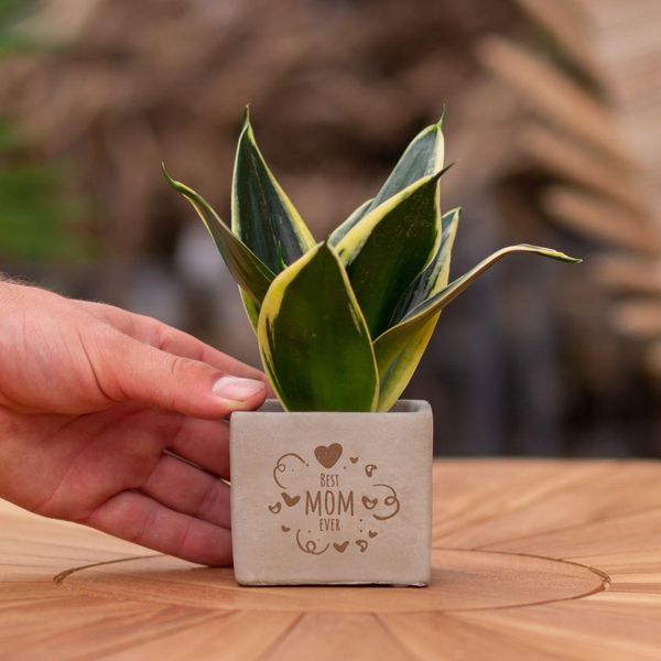 Vasi Di Fiori Congreetz® Con Sansevieria - Il Regalo Perfetto E Duraturo Per La Migliore Delle Mamme-image