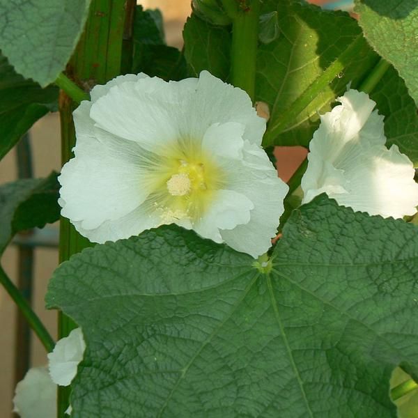 6 X Malvarosa - Alcea Rosea 'Alba' | Vaso 9 Cm X 9 Cm-image
