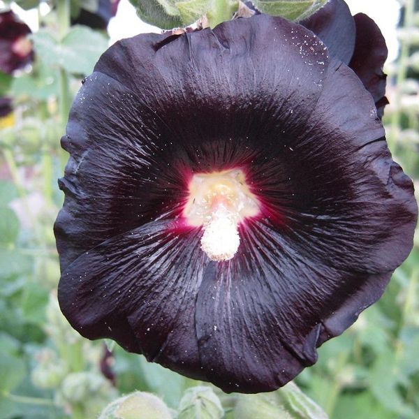 6 X Malvarosa - Alcea Rosea 'Nigra' | Vaso 9 Cm X 9 Cm-image