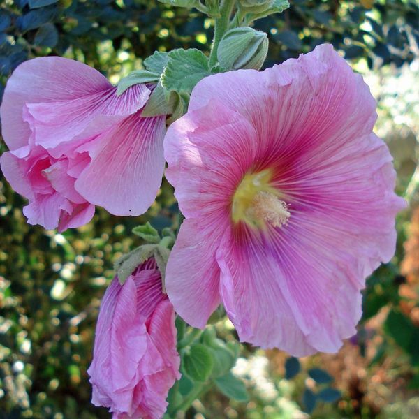 6 X Malvarosa - Alcea Rosea 'Rosea' | Vaso 9 Cm X 9 Cm-image