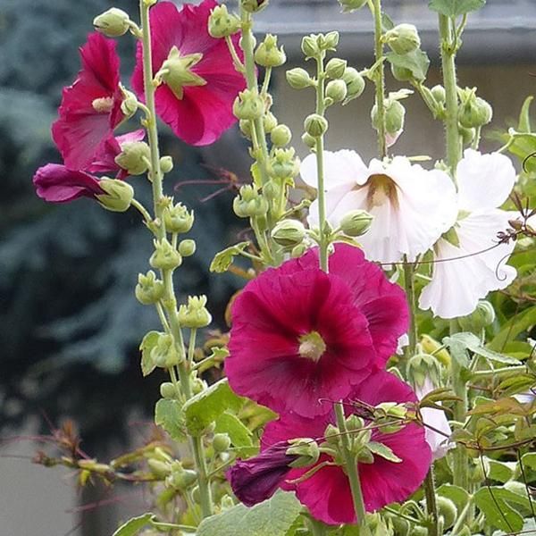 6 X Malvarosa - Alcea Rosea 'Simplex' | Vaso 9 Cm X 9 Cm-image
