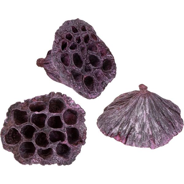 Capsule Di Loto Fiori Secchi Decorazione Rosa Bianco 50 Pezzi, Fioreria-image