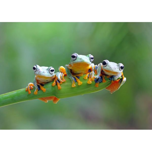 Puzzle Bluebird Puzzle Friendly Frogs - Giocattolo Colorato Da 500 Pezzi-image