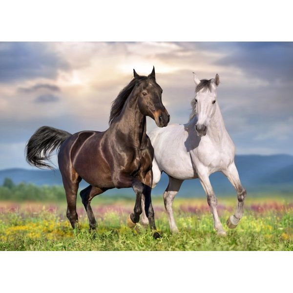 Puzzle Bluebird Puzzle Couple De Chevaux - 500 Pezzi Cavalli-image