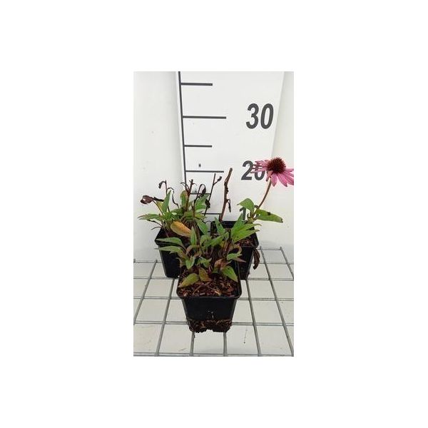 6 X Echinacea Purp. 'Sunseekers Pink' - Sonnenhut - Topf 9 X 9 Cm-image