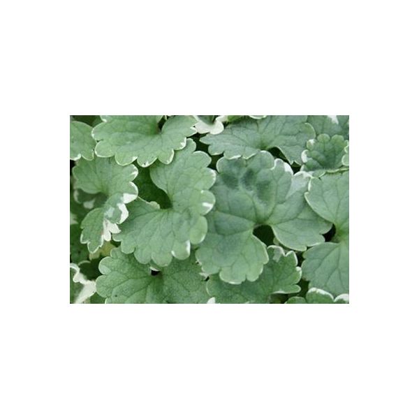 6 X Glechoma Hed. 'Variegata' - Gundermann - Vaso 9 X 9 Cm-image