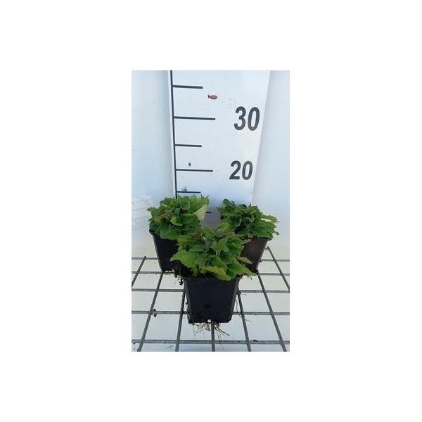 6 X Stachys Officinalis - Erba - Vaso 9 X 9 Cm-image