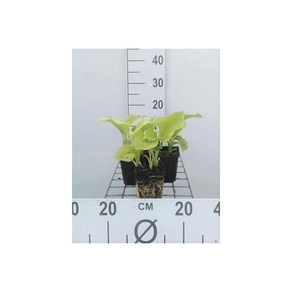 6 X Pianta Di Hosta. 'Grandiflora' - Hosta - Vaso 9 X 9 Cm X 9 Cm-image