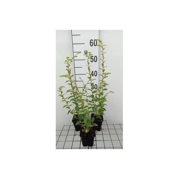 6 X Solidago Rugosa - Verga D'oro - Vaso 9 X 9 Cm-image