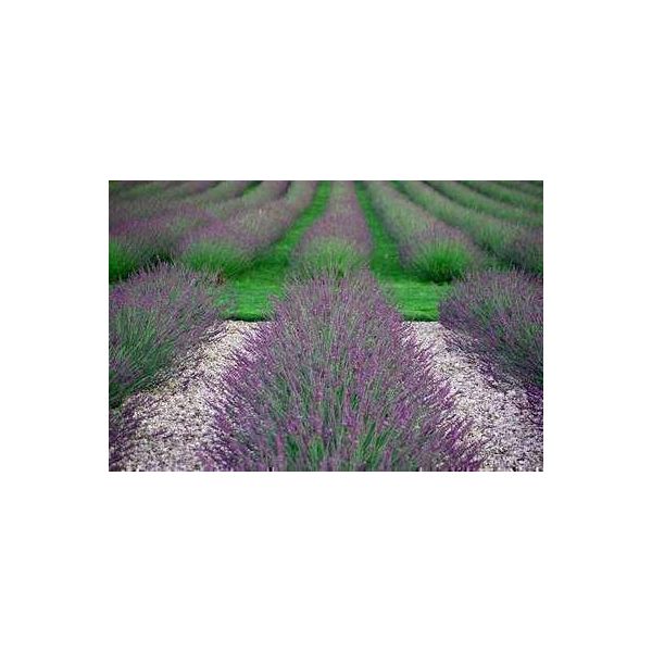 6 X Lavandula Int. 'Phenomenal'® (Niko) - Lavanda - Vaso 9 X 9 Cm-image