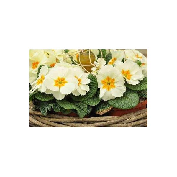6 X Primula Vulgaris ( Acaulis) - Primula A Palla - Vaso 9 X 9 Cm-image