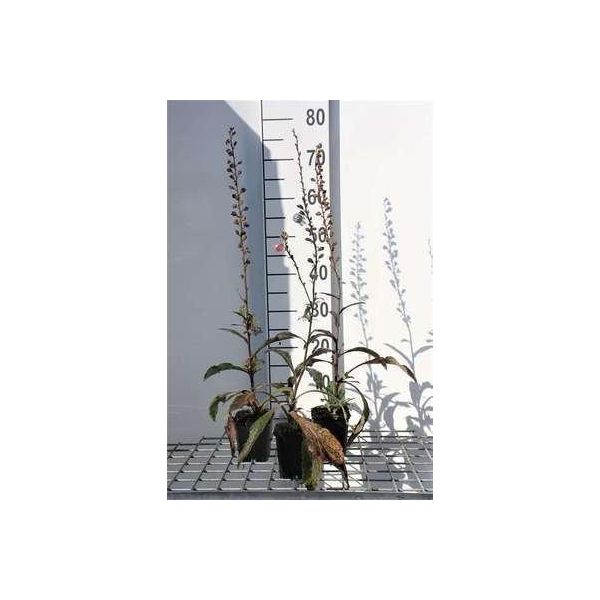 6 X Digitalis Purpurea - Volpino - Vaso 9 X 9 Cm-image