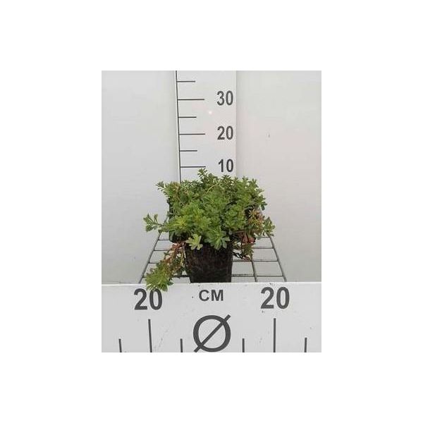6 X Sedum Flor. 'Weihenstephaner Gold' - Pinguicola - Vaso 9 X 9 Cm-image