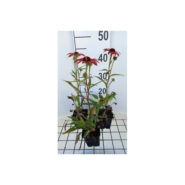 6 X Echinacea Purp. 'Sunseekers Coral' - Sonnenhut - Topf 9 X 9 Cm-image