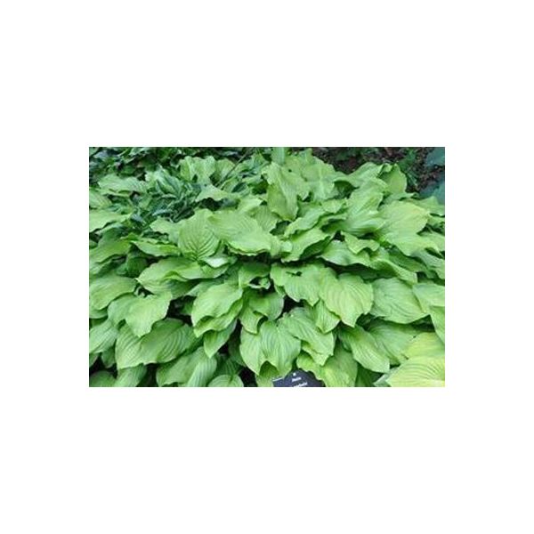 6 X Hosta Hybr. 'Honeybells' - Hosta - Vaso 9 X 9 Cm X 9 Cm-image