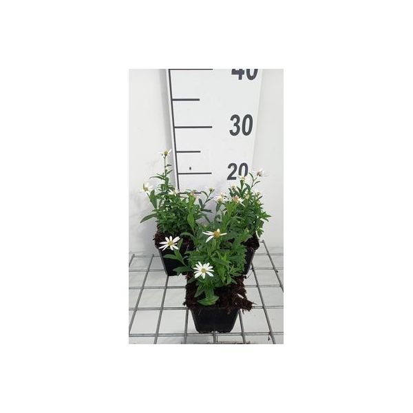 6 X Kalimeris Inc. 'Alba' - Schoenaster - Vaso 9 X 9 Cm-image