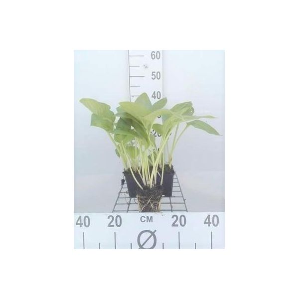6 X Hosta Hybr. 'Halcyon' - Hosta - Vaso 9 X 9 Cm-image