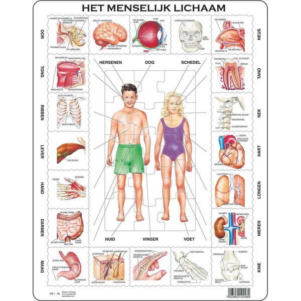 Larsen Larsen Puzzle Maxi Corpo Umano Junior - Cartone - 35 Pezzi-image