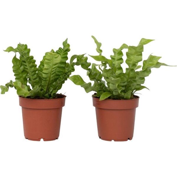 Felce Nido D'uccello - 2 Pezzi - Asplenium Nidus - Altezza 25-40Cm - ⌀12Cm-image