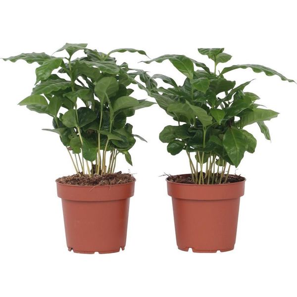 Pianta Del Caffè - 2 Pezzi - Coffea Arabica - Altezza 25-40Cm - ⌀12Cm-image