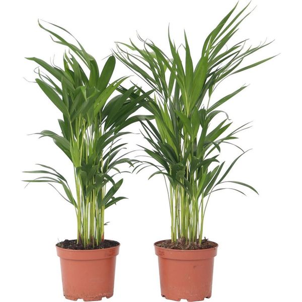Palma Areca - 2 Pezzi - Dypsis Lutescens - Altezza 60-70Cm - ⌀17Cm-image