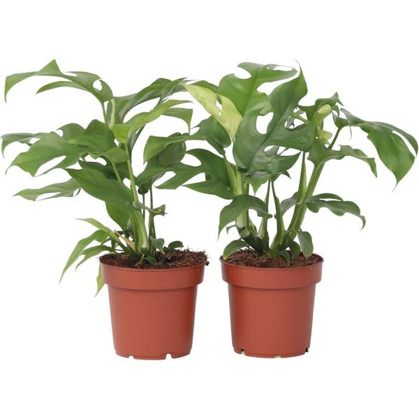 Mini Monstera - 2 Pezzi - Rhaphidophora Tetrasperma - Altezza 20-30Cm - ⌀12Cm-image