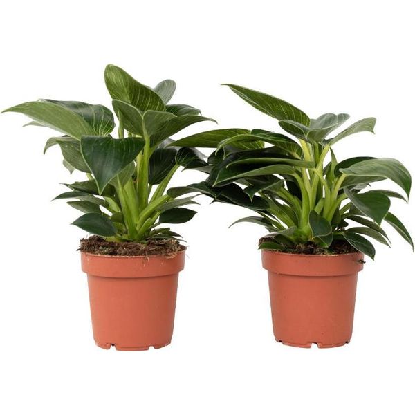 Filodendro - 2 Pezzi - Philodendron 'White Wave' - Altezza 25-40Cm - ⌀12Cm-image
