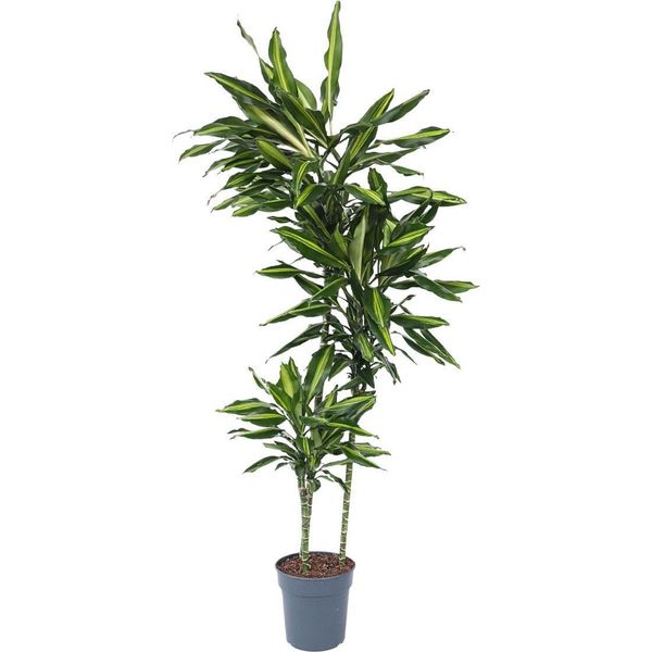 Dracena - Dracaena Fragrans 'Cintho' - Altezza 140-150Cm - ⌀24Cm-image