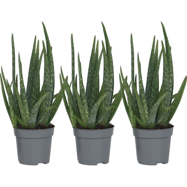 Aloe Vera - 3 Pezzi - Aloe Barbadensis - Altezza 25-40Cm - ⌀10,5Cm-image