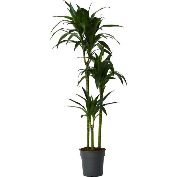Dracena - Dracaena Deremensis 'Janet Craig' - Altezza 140-150Cm - ⌀24Cm-image