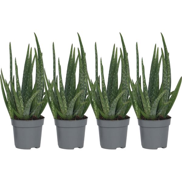 Aloe Vera - 4 Pezzi - Aloe Barbadensis - Altezza 25-40Cm - ⌀10,5Cm-image