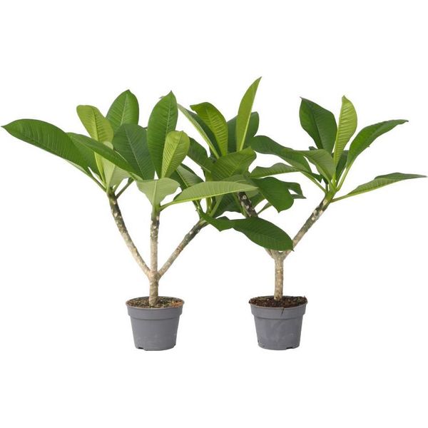Frangipani - 2 Pezzi - Plumeria Rubra 'Hawaii' - Altezza 45-55Cm - ⌀17Cm-image