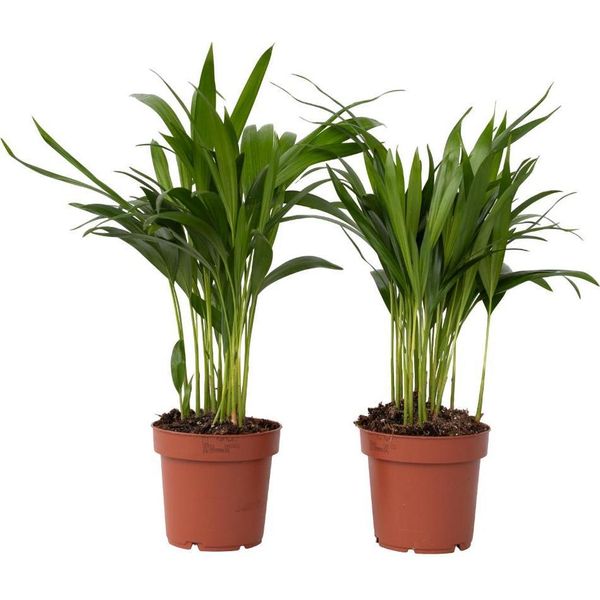 Palma Areca - 2 Pezzi - Dypsis Lutescens - Altezza 30-45Cm - ⌀12Cm-image