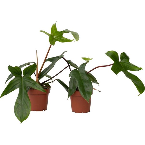 Filodendro - 2 Pezzi - Philodendron 'Florida Green' - Altezza 20-30Cm - ⌀12Cm-image