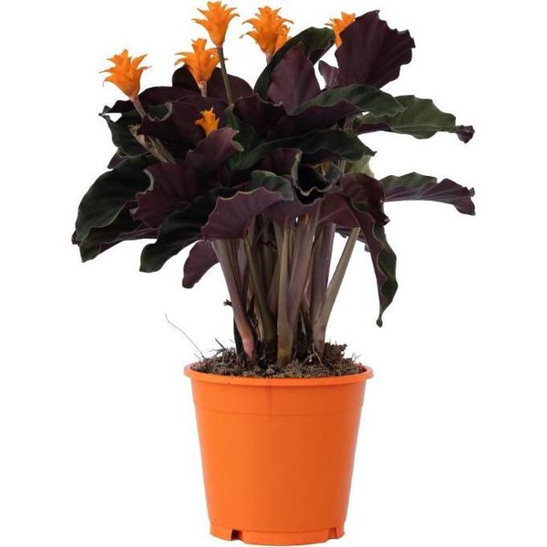 Calatea - Calathea Crocata 'Tassmania' - Altezza 40-50Cm - ⌀14Cm-image
