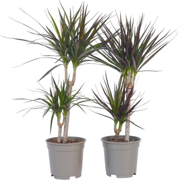 Dracena - 2 Pezzi - Dracaena Marginata - Altezza 70-80Cm - ⌀17Cm-image
