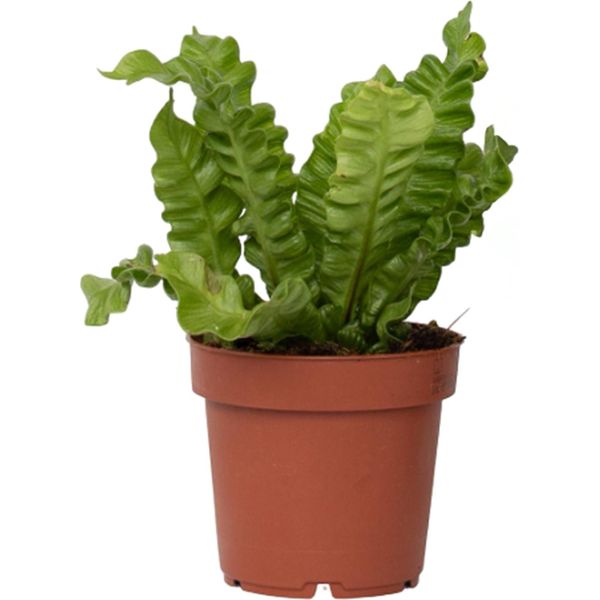 Felce Nido D'uccello - Asplenium Nidus 'Crispy Wave' - Altezza 25-40Cm - ⌀12Cm-image